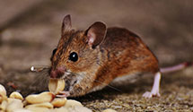 24 Hour & Emergency Exterminators in Grizzly Flats, CA